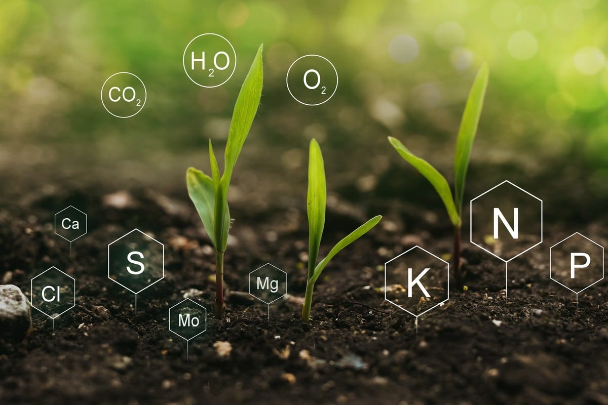 Zrównoważone nawożenie roślin – jak wybierać produkty ze sklepu ogrodniczego?